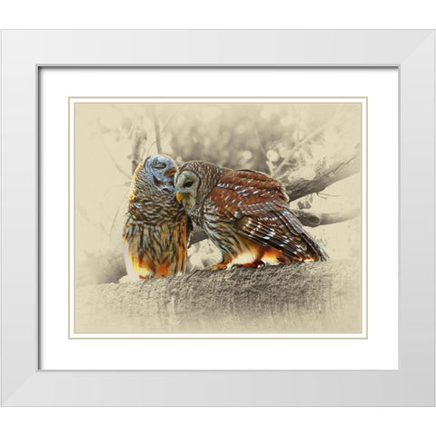 Barred Owls White Modern Wood Framed Art Print with Double Matting by Brown, Jim