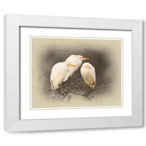 Cattle Egrets White Modern Wood Framed Art Print with Double Matting by Brown, Jim