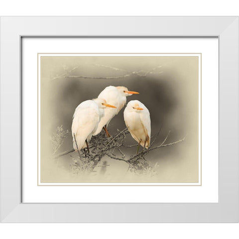 Cattle Egrets White Modern Wood Framed Art Print with Double Matting by Brown, Jim