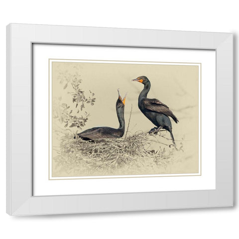 Cormorant Nest White Modern Wood Framed Art Print with Double Matting by Brown, Jim