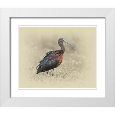 Glossy Ibis 1 White Modern Wood Framed Art Print with Double Matting by Brown, Jim
