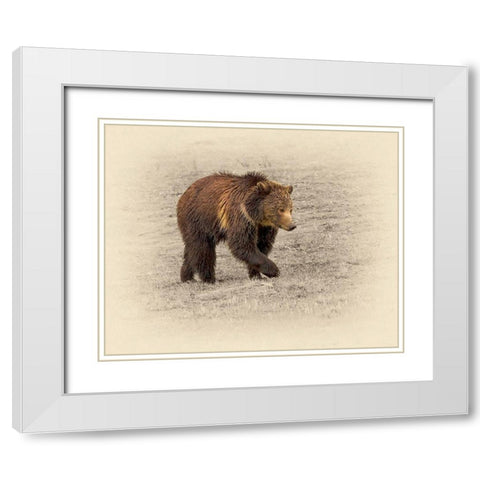 Grizzly 2 White Modern Wood Framed Art Print with Double Matting by Brown, Jim