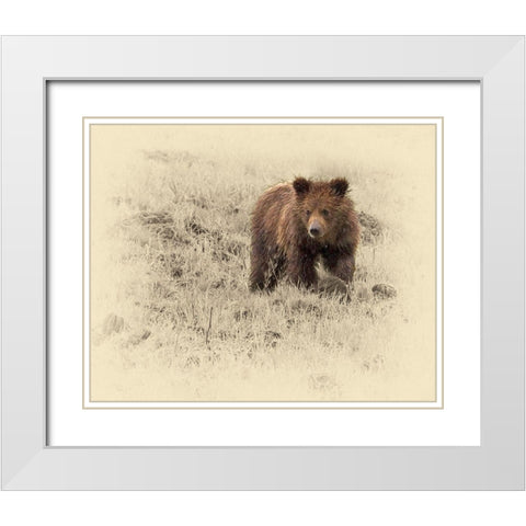 Grizzly Cub 1 White Modern Wood Framed Art Print with Double Matting by Brown, Jim
