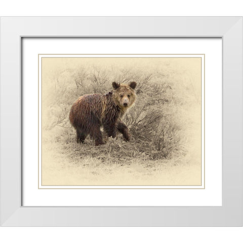 Grizzly Cub 2 White Modern Wood Framed Art Print with Double Matting by Brown, Jim