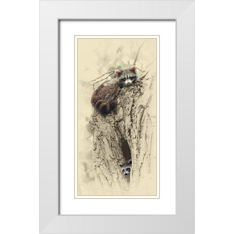 Mom And Baby Raccoon White Modern Wood Framed Art Print with Double Matting by Brown, Jim