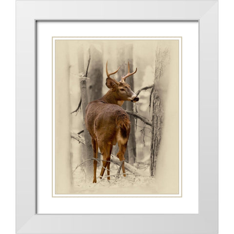 Ohio Buck White Modern Wood Framed Art Print with Double Matting by Brown, Jim