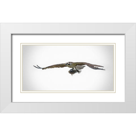 Osprey With Lunch White Modern Wood Framed Art Print with Double Matting by Brown, Jim
