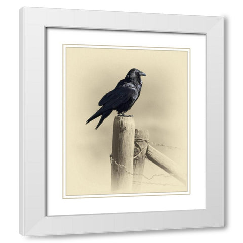 Raven White Modern Wood Framed Art Print with Double Matting by Brown, Jim