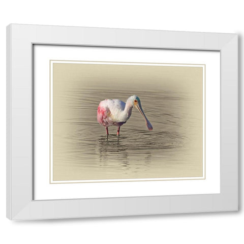 Roseate Spoonbill White Modern Wood Framed Art Print with Double Matting by Brown, Jim