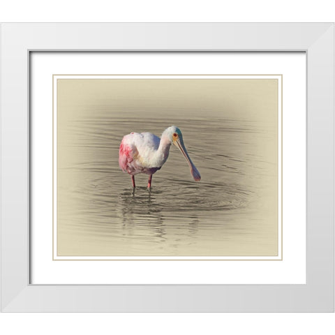 Roseate Spoonbill White Modern Wood Framed Art Print with Double Matting by Brown, Jim