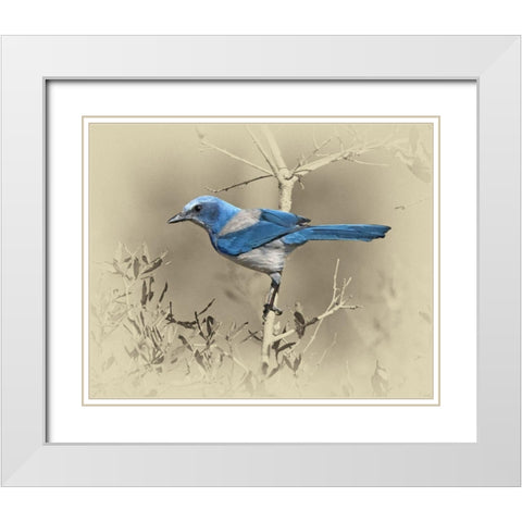 Scrub Jay White Modern Wood Framed Art Print with Double Matting by Brown, Jim