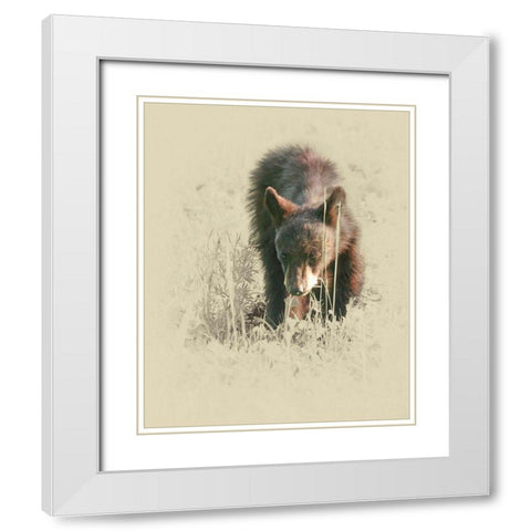 Young Black Bear White Modern Wood Framed Art Print with Double Matting by Brown, Jim
