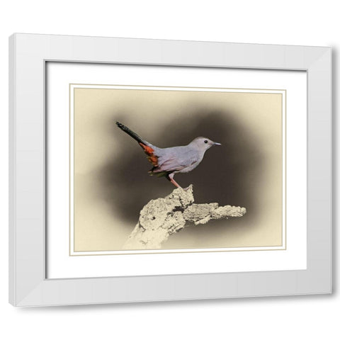 Cat Bird White Modern Wood Framed Art Print with Double Matting by Brown, Jim