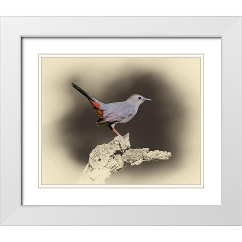 Cat Bird White Modern Wood Framed Art Print with Double Matting by Brown, Jim