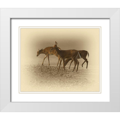 Early Morning White Modern Wood Framed Art Print with Double Matting by Brown, Jim