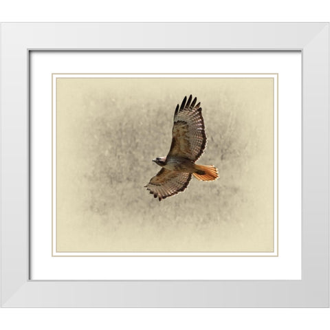 Red Tailed Hawk White Modern Wood Framed Art Print with Double Matting by Brown, Jim