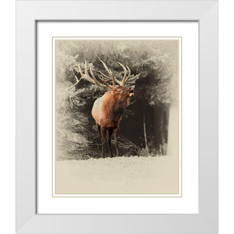 Bugling Elk White Modern Wood Framed Art Print with Double Matting by Brown, Jim