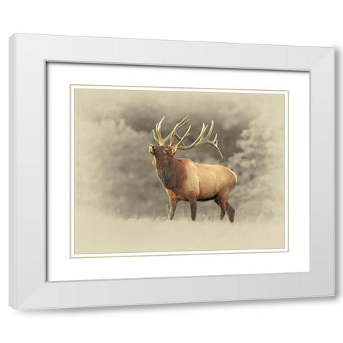 Bull Elk II White Modern Wood Framed Art Print with Double Matting by Brown, Jim