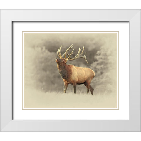 Bull Elk II White Modern Wood Framed Art Print with Double Matting by Brown, Jim