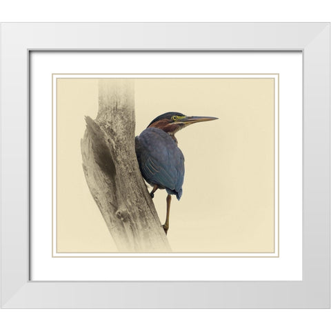 Green Heron II White Modern Wood Framed Art Print with Double Matting by Brown, Jim