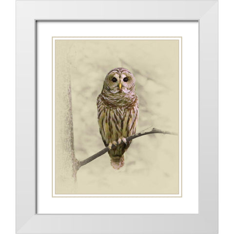 Barred Owl 1 White Modern Wood Framed Art Print with Double Matting by Brown, Jim