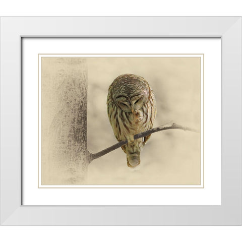 Barred Owl 2 White Modern Wood Framed Art Print with Double Matting by Brown, Jim