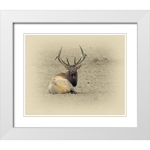 Bull Elk At Rest White Modern Wood Framed Art Print with Double Matting by Brown, Jim