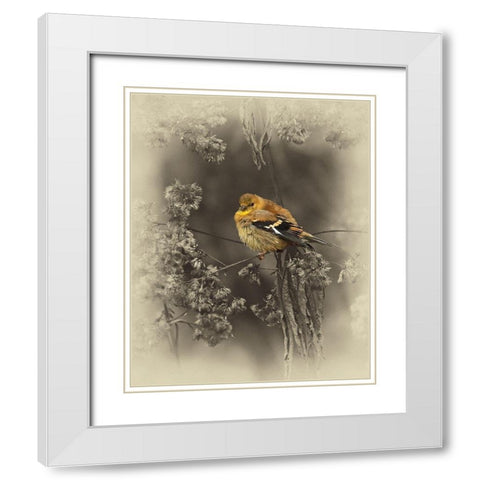 Gold Fiinch White Modern Wood Framed Art Print with Double Matting by Brown, Jim