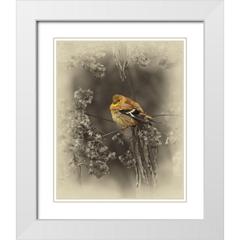 Gold Fiinch White Modern Wood Framed Art Print with Double Matting by Brown, Jim