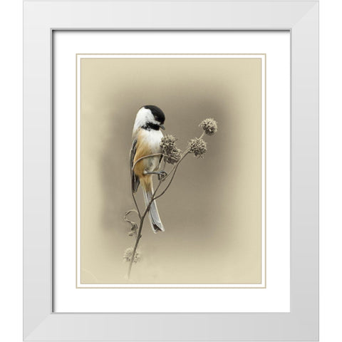 Black Capped Chickadee 1 White Modern Wood Framed Art Print with Double Matting by Brown, Jim
