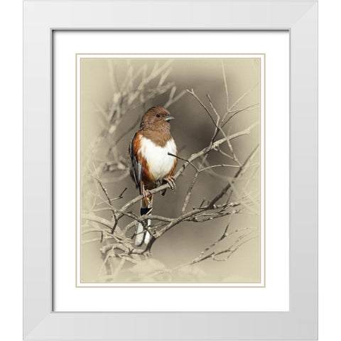 Eastern Towhee Female White Modern Wood Framed Art Print with Double Matting by Brown, Jim