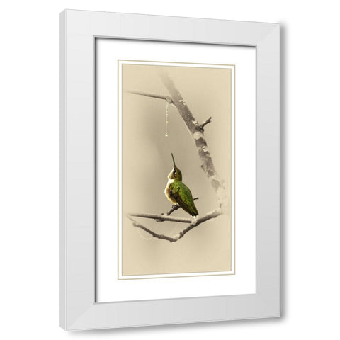 Hummingbird With Dew Drop White Modern Wood Framed Art Print with Double Matting by Brown, Jim