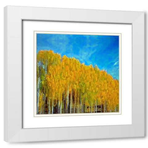 Aspens In Autumn  White Modern Wood Framed Art Print with Double Matting by Bolokofsky, Ronald