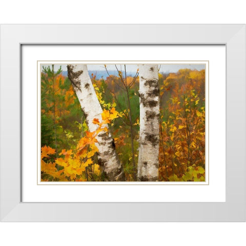 Birch Trees White Modern Wood Framed Art Print with Double Matting by Bolokofsky, Ronald