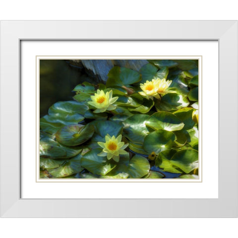 Lily Pads II White Modern Wood Framed Art Print with Double Matting by Bolokofsky, Ronald