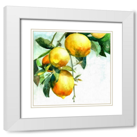 Lemons White Modern Wood Framed Art Print with Double Matting by Bolokofsky, Ronald
