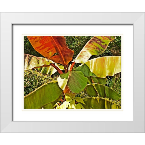 Banana Tree White Modern Wood Framed Art Print with Double Matting by Simons