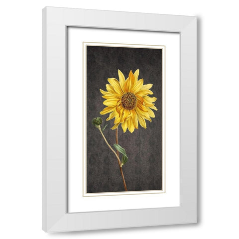 Botanic White Modern Wood Framed Art Print with Double Matting by Phillip, Jamie