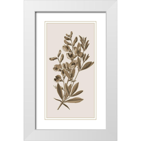 Toned Botanical 2 White Modern Wood Framed Art Print with Double Matting by Phillip, Jamie