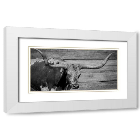 Long Horn Bull White Modern Wood Framed Art Print with Double Matting by Phillip, Jamie