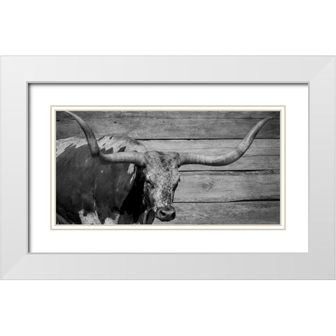 Long Horn Bull White Modern Wood Framed Art Print with Double Matting by Phillip, Jamie