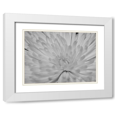Angel White Flower White Modern Wood Framed Art Print with Double Matting by Phillip, Jamie