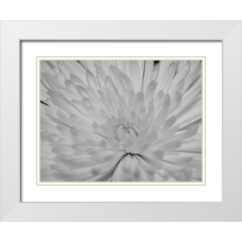 Angel White Flower White Modern Wood Framed Art Print with Double Matting by Phillip, Jamie