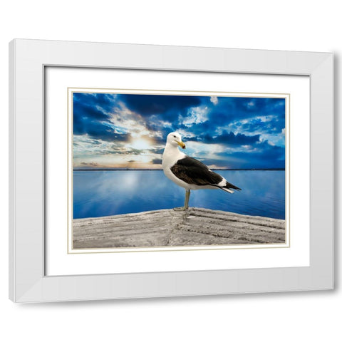 Ocean Bird White Modern Wood Framed Art Print with Double Matting by Phillip, Jamie