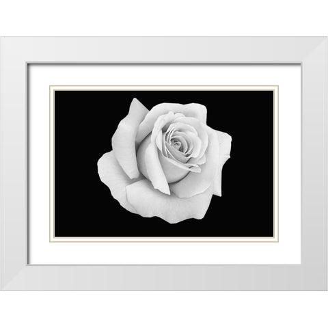 Rose Dust White Modern Wood Framed Art Print with Double Matting by Phillip, Jamie