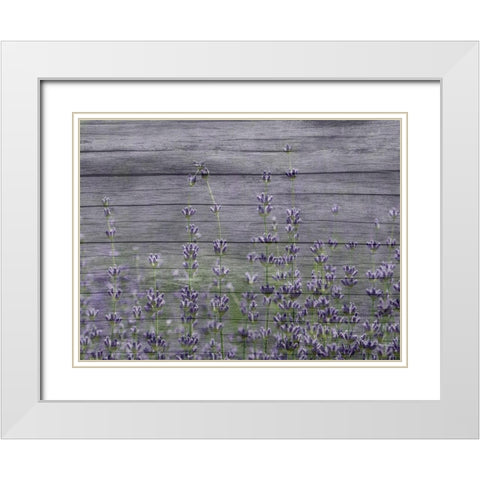 Lavender Field White Modern Wood Framed Art Print with Double Matting by Phillip, Jamie