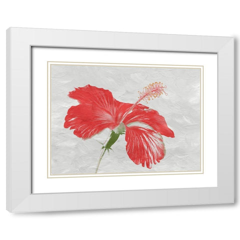 Red Hib White Modern Wood Framed Art Print with Double Matting by Phillip, Jamie