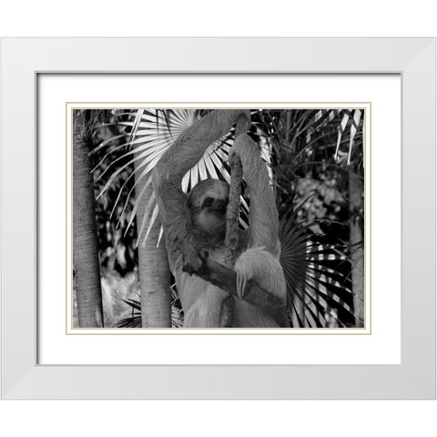 Lickity Sloth White Modern Wood Framed Art Print with Double Matting by Phillip, Jamie