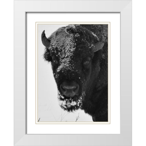 Snow Bison 1 White Modern Wood Framed Art Print with Double Matting by Phillip, Jamie