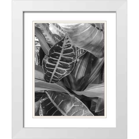 Tropical 3 White Modern Wood Framed Art Print with Double Matting by Phillip, Jamie